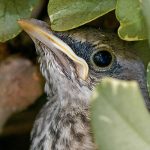 mockingbird mockingbird